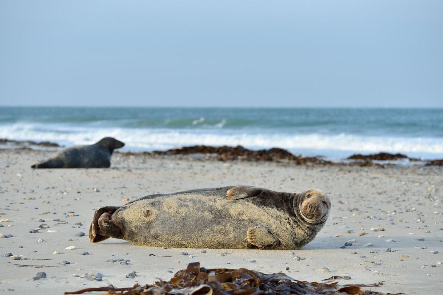 Kegelrobben aur der Düne von Helgoland