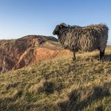 Heidschnucke steht auf dem Oberland von Helgoland