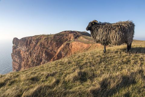 Heidschnucke steht auf dem Oberland von Helgoland