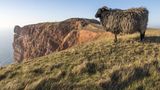 Heidschnucke steht auf dem Oberland von Helgoland