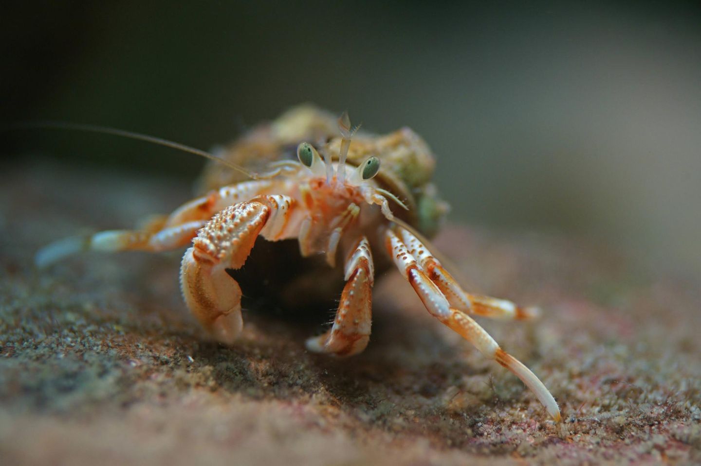 Gemeiner Einsiedlerkrebs (Pagurus bernhardus, Eupagurus bernhardus) im Meerwasseraquarium Helgoland