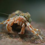 Gemeiner Einsiedlerkrebs (Pagurus bernhardus, Eupagurus bernhardus) im Meerwasseraquarium Helgoland