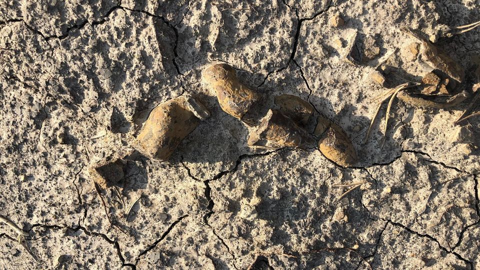 Fossilierter Kot pflanzenfressender Dinosaurier aus dem frühen Jura