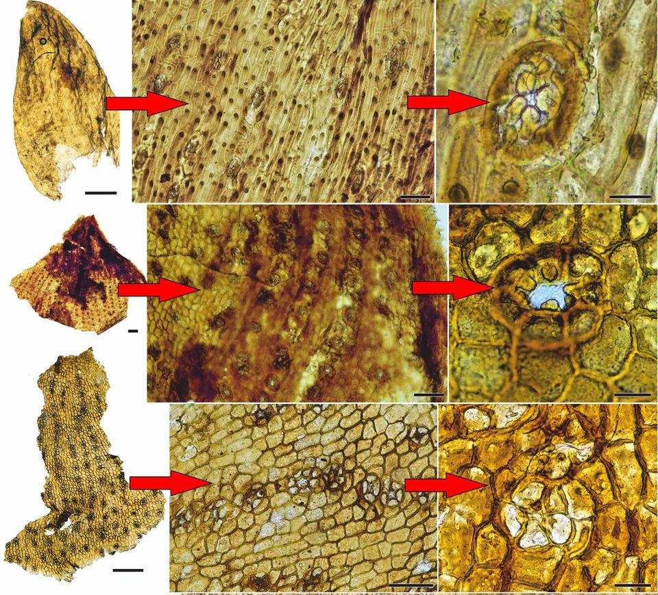 In den Fäkalien des spättriassischen Dicynodonten Lisowicia, eines großen pflanzenfressenden Therapsiden, fanden sich perfekt erhaltene Pflanzenreste. Die Maßstabsbalken entsprechen jeweils zehn Millimetern