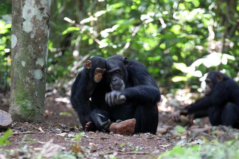 Nüsseknacken mit Hammer und Amboss: Die einjährige Joya lernt in Guinea, Westafrika, von ihrer Mutter den Umgang mit einem Werkzeugset