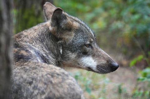 Dieser Wolf ist allein unterwegs, doch meist leben sie im Rudel: 209 Wolfsfamilien sind in Deutschland gezählt worden