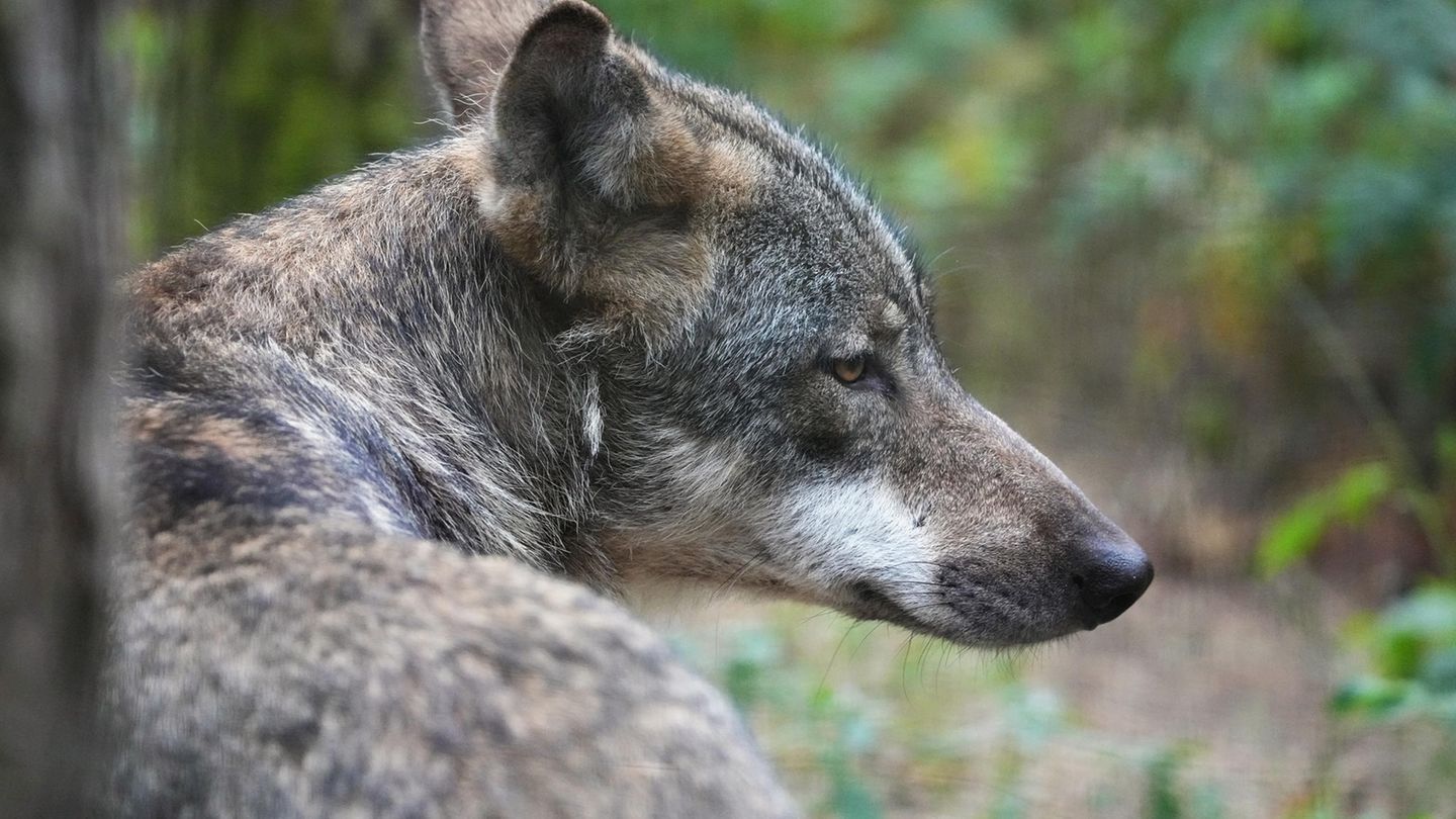 Dieser Wolf ist allein unterwegs, doch meist leben sie im Rudel: 209 Wolfsfamilien sind in Deutschland gezählt worden