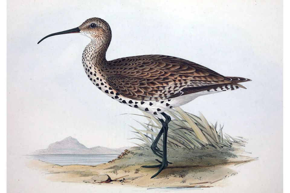 Wurde 1995 zuletzt zweifelsfrei gesehen: der Dünnschnabel-Brachvogel, ein naher Verwandter des Großen Brachvogels, hier in einer Illustration aus dem Jahr 1830 1.4302
