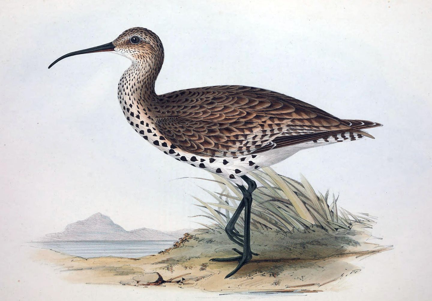 Wurde 1995 zuletzt zweifelsfrei gesehen: der Dünnschnabel-Brachvogel, ein naher Verwandter des Großen Brachvogels, hier in einer Illustration aus dem Jahr 1830