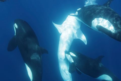 Die Orcas treiben den Walhai an die Oberfläche, ein Angreifer beißt in der Nähe des Beckens zu