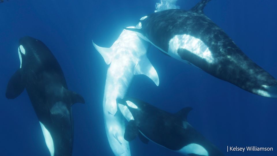 Die Orcas treiben den Walhai an die Oberfläche, ein Angreifer beißt in der Nähe des Beckens zu