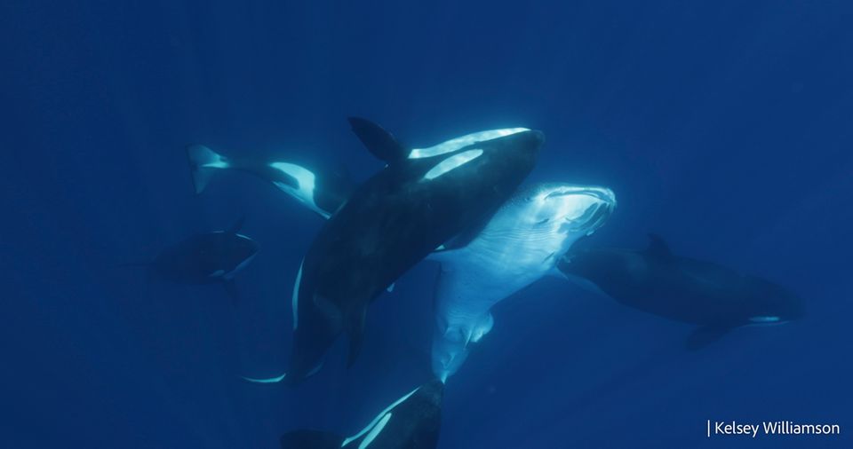 Ein Orca trifft den Hai mit der Seite seines Kopfes. Die Angreifer lösen beim Hai eine Muskelerstarrung aus: Er wird unbeweglich und zum leichten Opfer