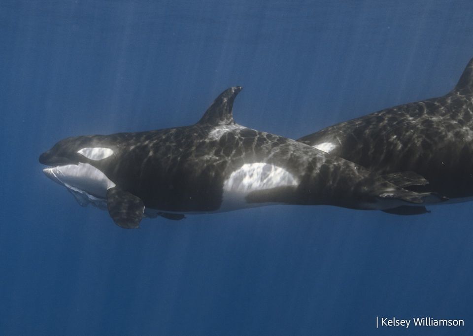Mit Walhai-Aas im Mund entfernen sich die Orcas