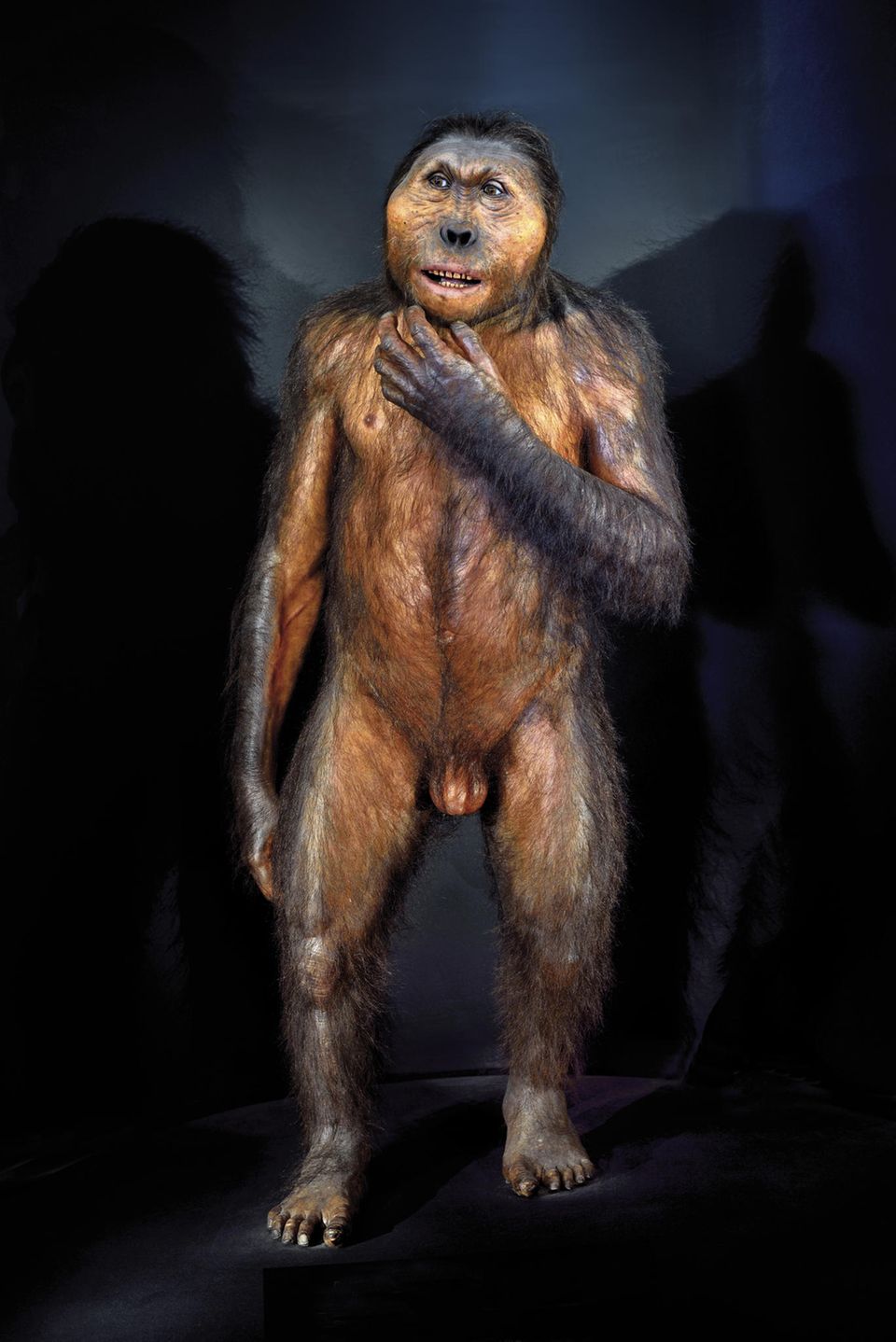Beleg für Koexistenz: Paranthropus boisei hatte einen robusten Körperbau mit kräftigen Kiefern und großen Zähnen, die auf eine spezialisierte Ernährung aus harten Pflanzenteilen hinweisen Paranthropus boisei hatte einen robusten Körperbau mit kräftigen Kiefern und großen Zähnen, die auf eine spezialisierte Ernährung aus harten Pflanzenteilen hinweisen