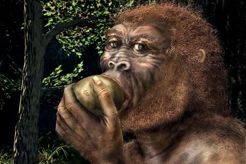 Der hier illustrierte Paranthropus boisei lebte vor rund 1,5 Millionen Jahren. Er ist mit dem Homo sapiens entfernt verwandt, stellt jedoch eine separate Entwicklungslinie dar
