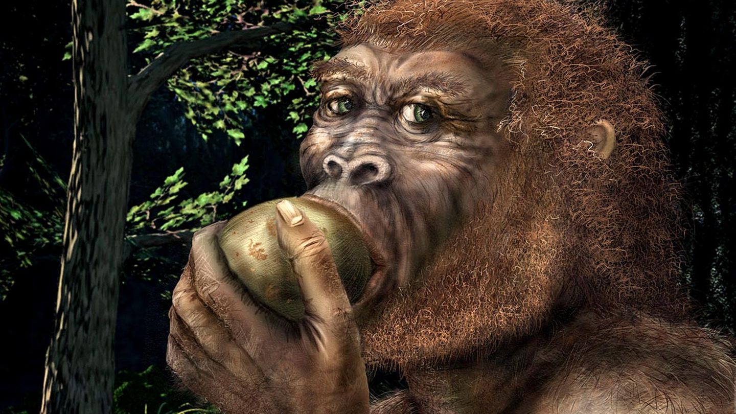 Der hier illustrierte Paranthropus boisei lebte vor rund 1,5 Millionen Jahren. Er ist mit dem Homo sapiens entfernt verwandt, stellt jedoch eine separate Entwicklungslinie dar