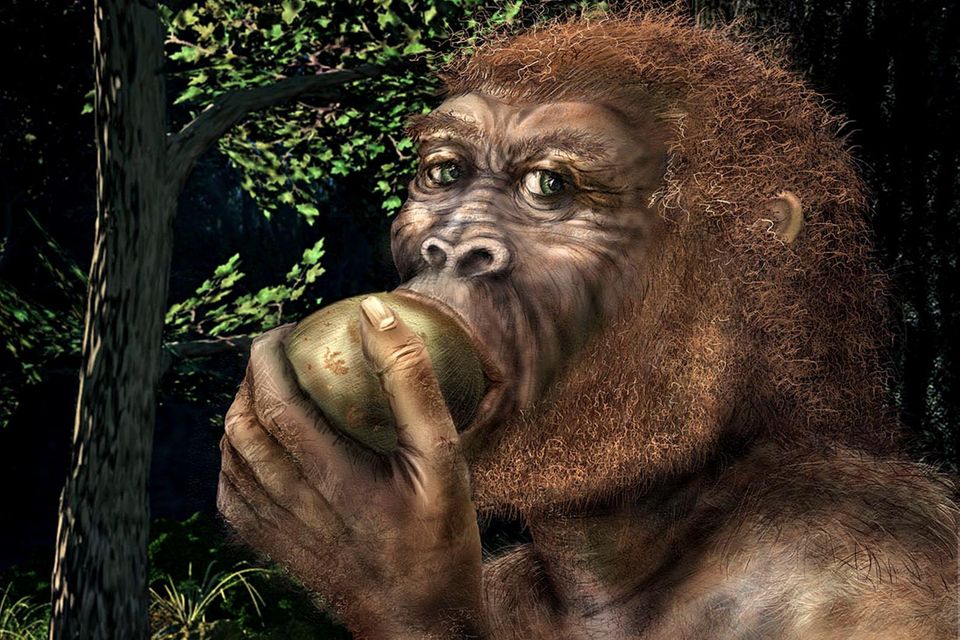 Der hier illustrierte Paranthropus boisei lebte vor rund 1,5 Millionen Jahren. Er ist mit dem Homo sapiens entfernt verwandt, stellt jedoch eine separate Entwicklungslinie dar.