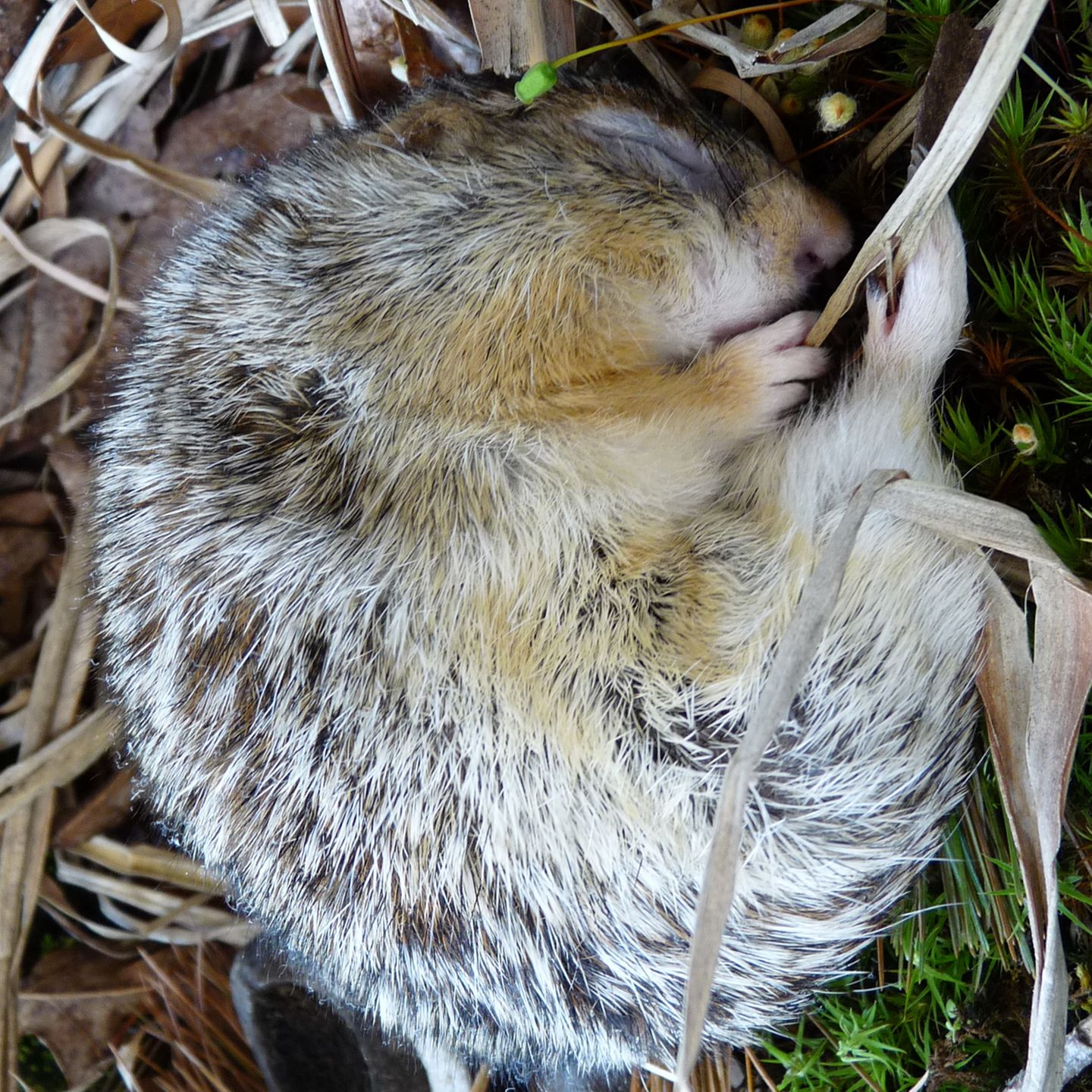 Erdhörnchen schlafend