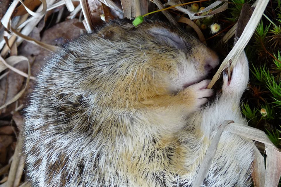 Erdhörnchen schlafend