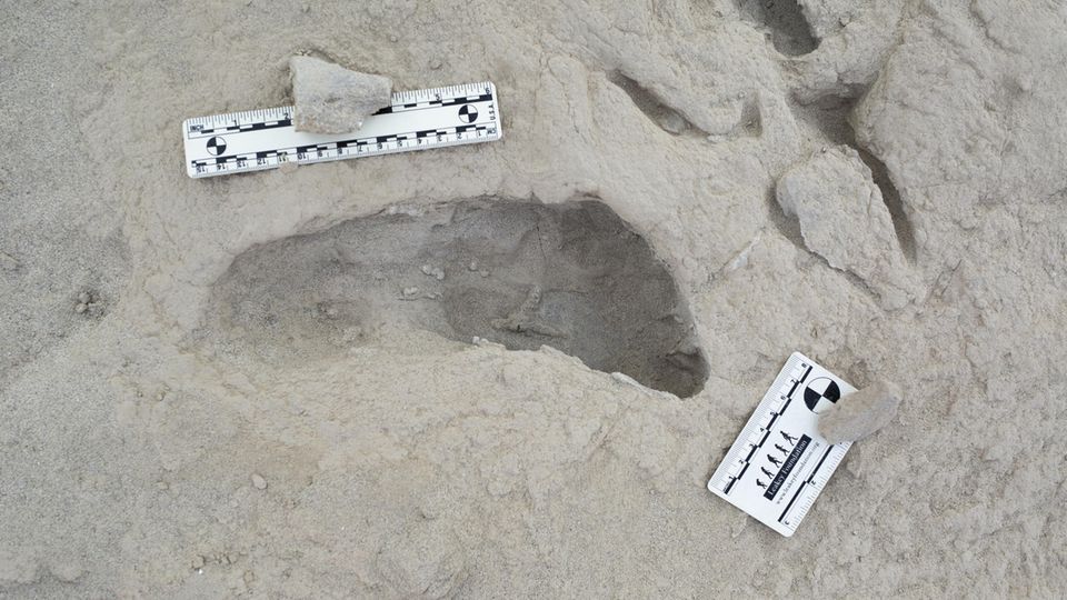 Beleg für Koexistenz: Der Abdruck des Vertreters von Paranthropus boisei, der am Flussufer vermutlich nach Nahrung suchte Der Abdruck des Vertreters von Paranthropus boisei, der am Flussufer vermutlich nach Nahrung suchte