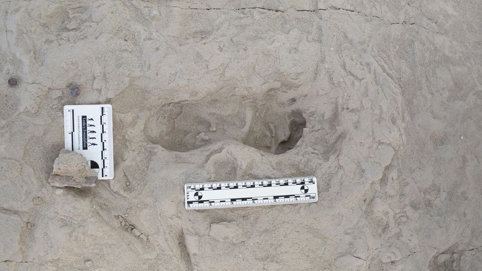 Beleg für Koexistenz: Diesen Fußabruck hinterlies ein Individuum der Art Homo erectus Diesen Fußabruck hinterlies ein Individuum der Art Homo erectus