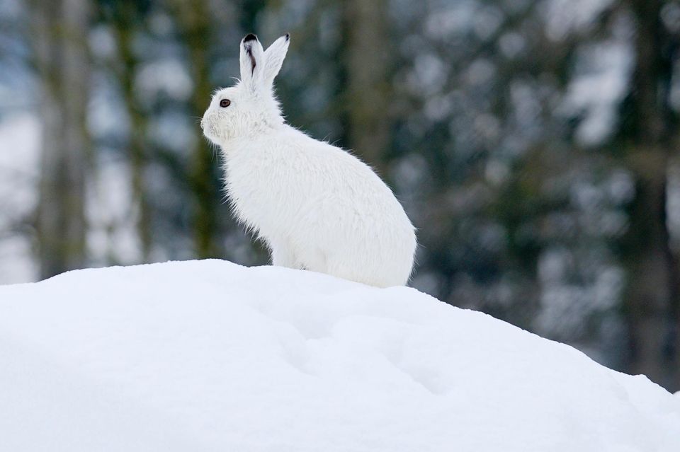 Weißer Schneehase in Winterlandschaft