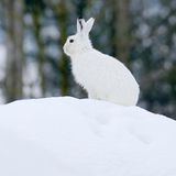 Weißer Schneehase in Winterlandschaft