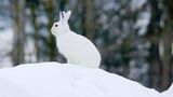 Weißer Schneehase in Winterlandschaft