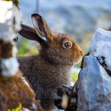 Ein Alpenschneehase spitzt die Ohren