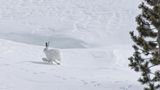 Alpenschneehase in weißer Schneelandschaft