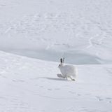 Alpenschneehase in weißer Schneelandschaft