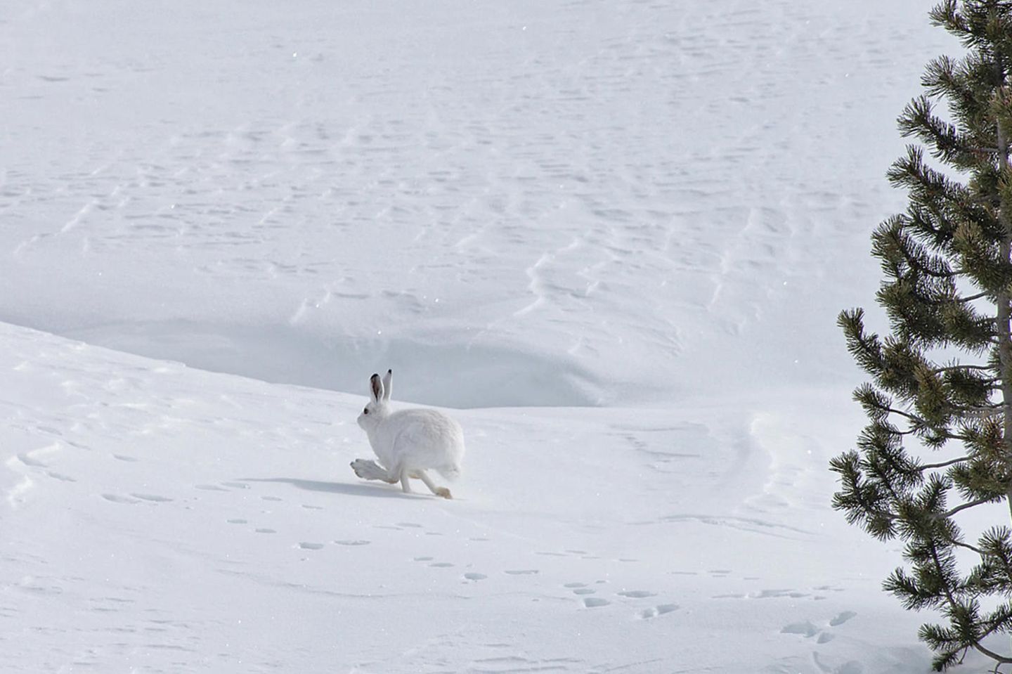 Alpenschneehase in weißer Schneelandschaft