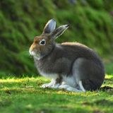 Brauner Alpenschneehase in grüner Umgebung