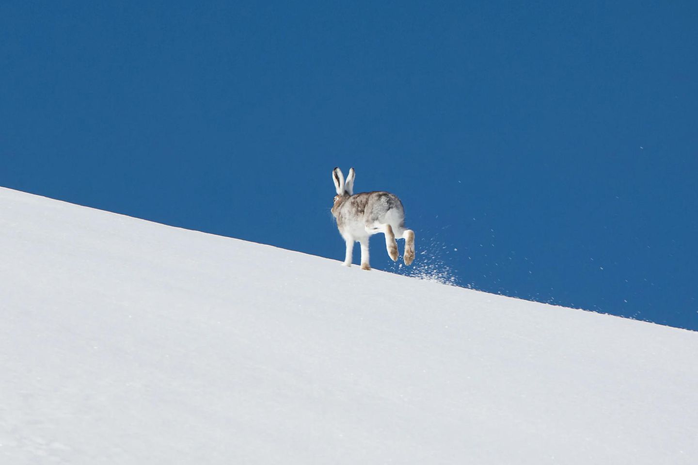 Alpenschneehasen läuft durch Schneelandschaft