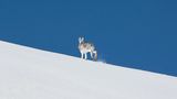 Alpenschneehasen läuft durch Schneelandschaft