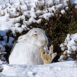 Alpenschneehase putzt Pfote