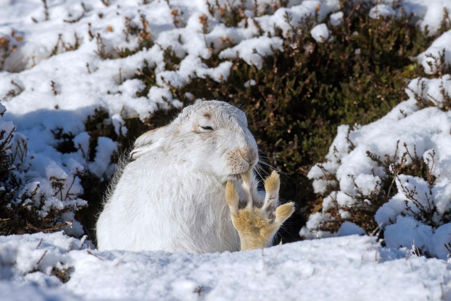 Alpenschneehase putzt Pfote