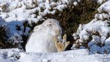 Alpenschneehase putzt Pfote