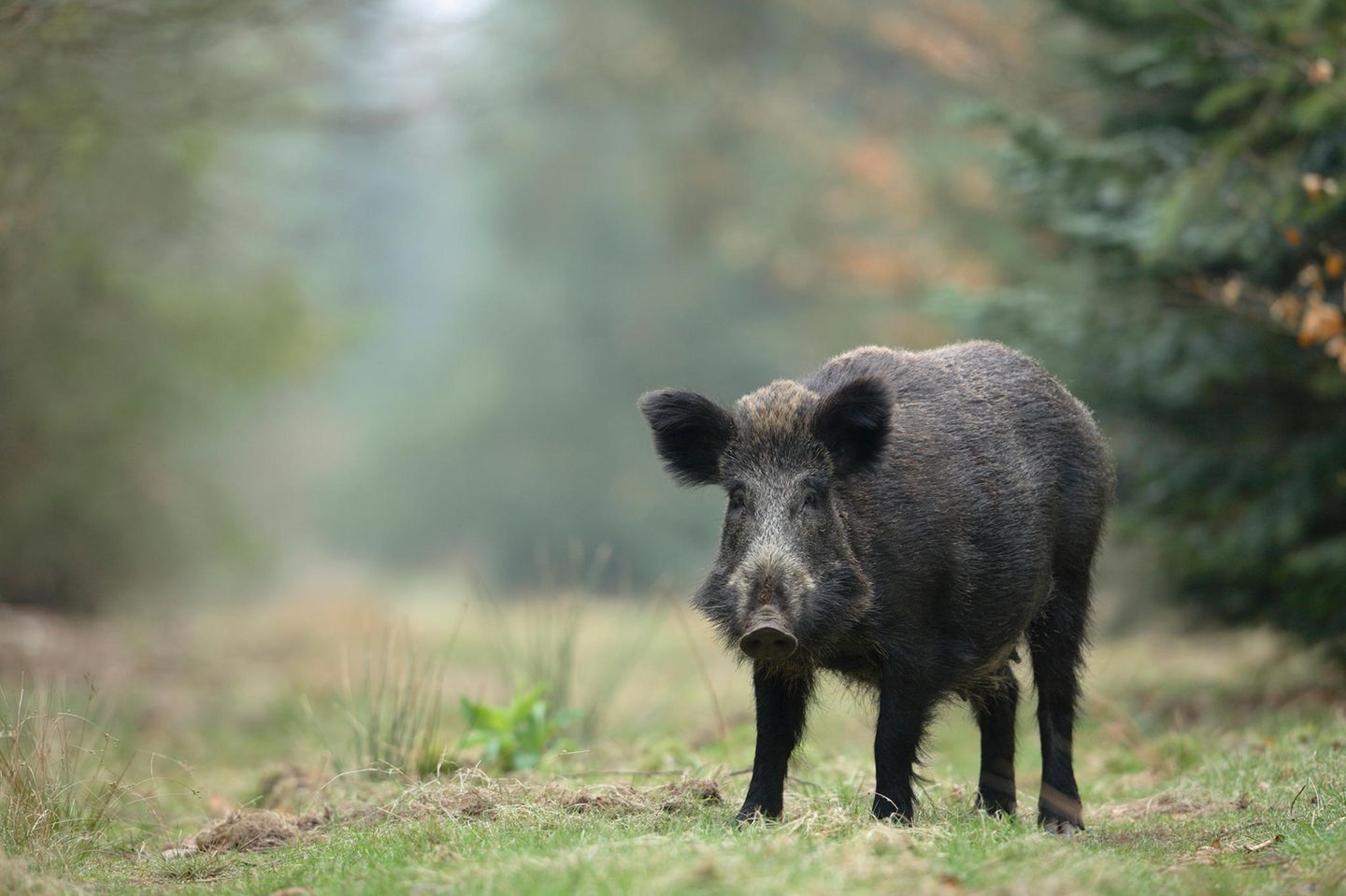 Ein Wildschwein steht auf einer Waldlichtung und blickt in Richtung Kamera