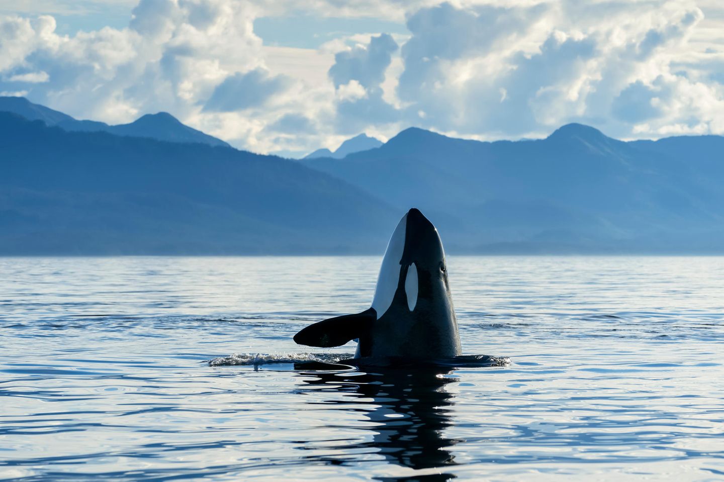 Immer wieder für überraschende Aktionen gut: Nicht nur spionieren Orcas (wie hier in der Chatham-Straße, Alaska) beim "spy hopping" ihre Umgebung aus, rammen Segelboote oder überfallen Weiße Haie, um an deren Lebern zu gelangen. Sie zeigen sich auch "modebewusst" – und tragen "Hüte aus Lachs"