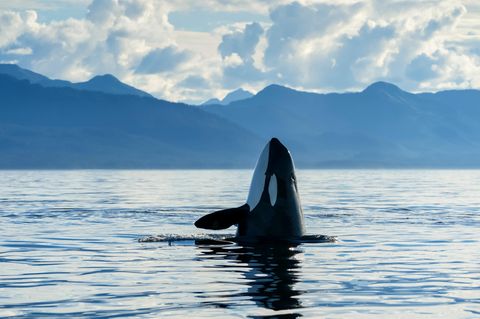 Immer wieder für überraschende Aktionen gut: Nicht nur spionieren Orcas (wie hier in der Chatham-Straße, Alaska) beim "spy hopping" ihre Umgebung aus, rammen Segelboote oder überfallen Weiße Haie, um an deren Lebern zu gelangen. Sie zeigen sich auch "modebewusst" – und tragen "Hüte aus Lachs"