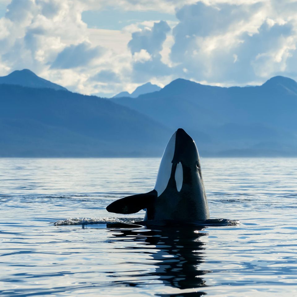 Immer wieder für überraschende Aktionen gut: Nicht nur spionieren Orcas (wie hier in der Chatham-Straße, Alaska) beim "spy hopping" ihre Umgebung aus, rammen Segelboote oder überfallen Weiße Haie, um an deren Lebern zu gelangen. Sie zeigen sich auch "modebewusst" – und tragen "Hüte aus Lachs"