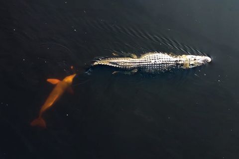 Seltene Videoaufnahme: Freund oder Feind? Delfin beißt Krokodil in den Schwanz