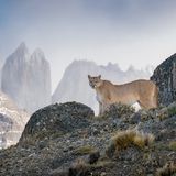 Ein Puma steht auf einem Felsvorsprung in der zerklüfteten Berglandschaft des Torres del Paine Nationalparks in Chile