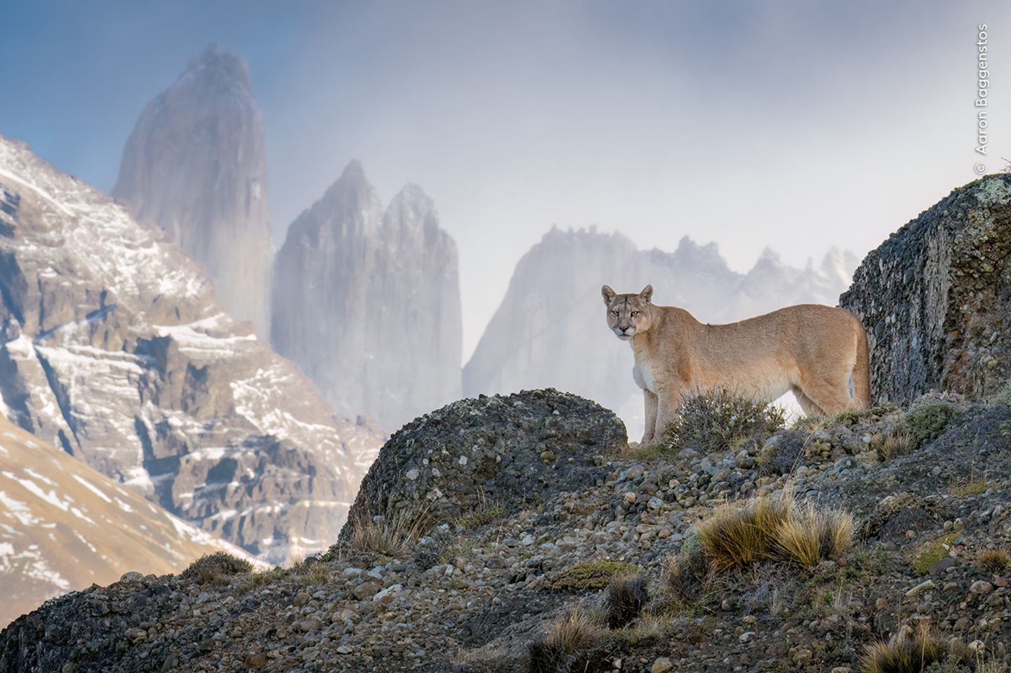 Puma im Nationalpark Torres del Paine Ein Puma steht auf einem Felsvorsprung in der zerklüfteten Berglandschaft des Torres del Paine Nationalparks in Chile