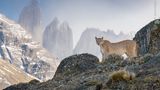 Ein Puma steht auf einem Felsvorsprung in der zerklüfteten Berglandschaft des Torres del Paine Nationalparks in Chile