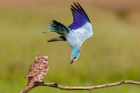 Eine Blauracke verteidigt im schwungvollen Flug ihr Revier gegen einen auf einem Ast sitzenden Steinkauz