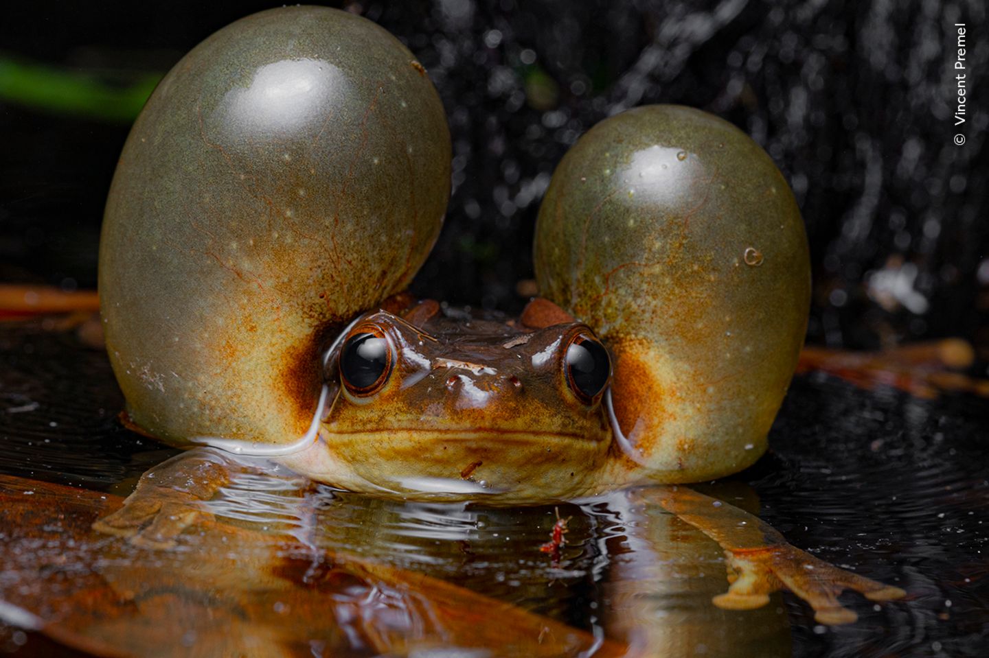 Rufender Goldaugen-Laubfrosch Ein Baumfrosch im flachen Wasser mit aufgeblasenen Backen