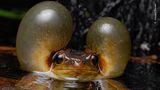 Ein Baumfrosch im flachen Wasser mit aufgeblasenen Backen
