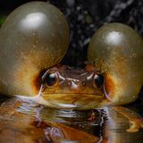 Ein Baumfrosch im flachen Wasser mit aufgeblasenen Backen